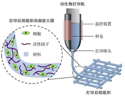探索2018高考專業新選擇 生物功能材料，未來3D打印的基石